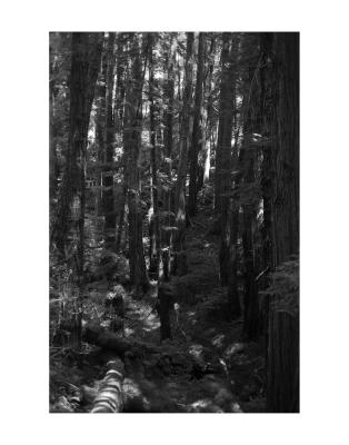 print_vertical_tree.jpg