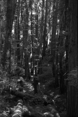 vertical_tree.jpg