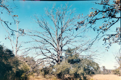 hgb-17.jpg