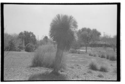 canonet-9.jpg